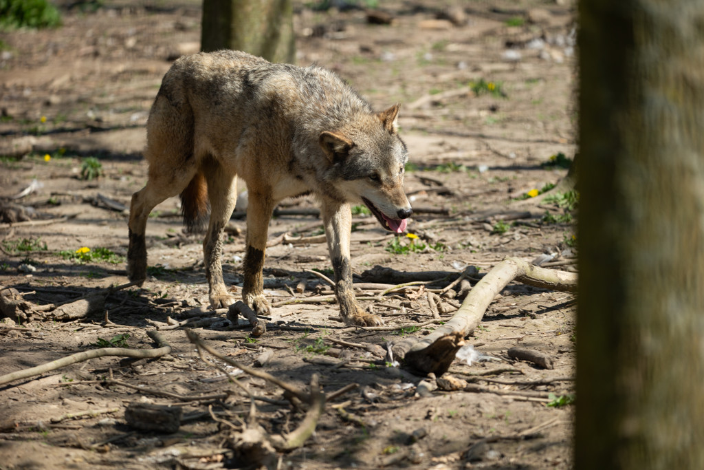 Aanvallen door wolven op vee toegenomen, record in eerste kwartaal Aanvallen door wolven op vee toegenomen, record in eerste kwartaal