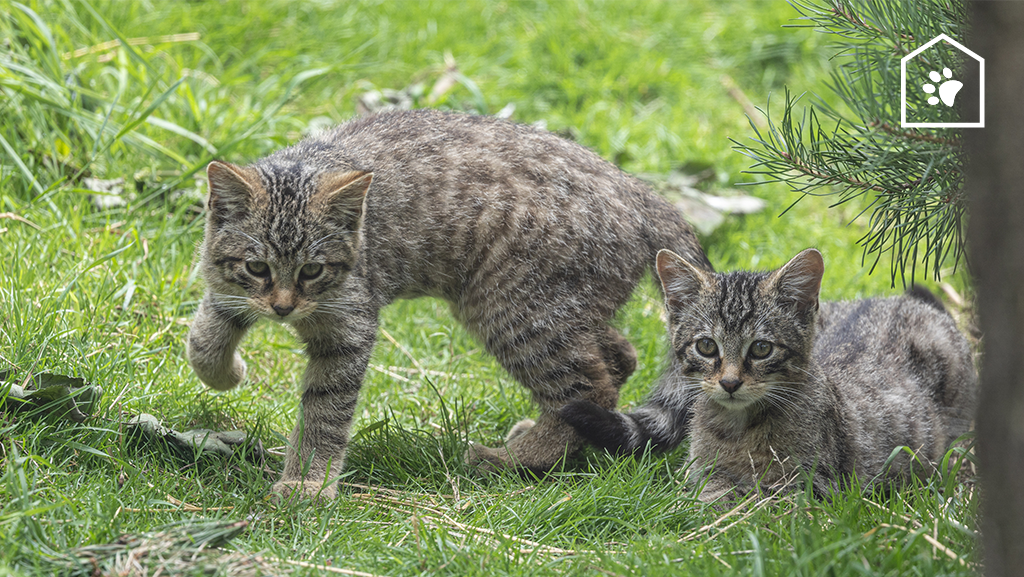 Dierenarts Piet over zwerfkatten in Nederland: ‘Ze hebben het slecht’ Dierenarts Piet over zwerfkatten in Nederland: ‘Ze hebben het slecht’
