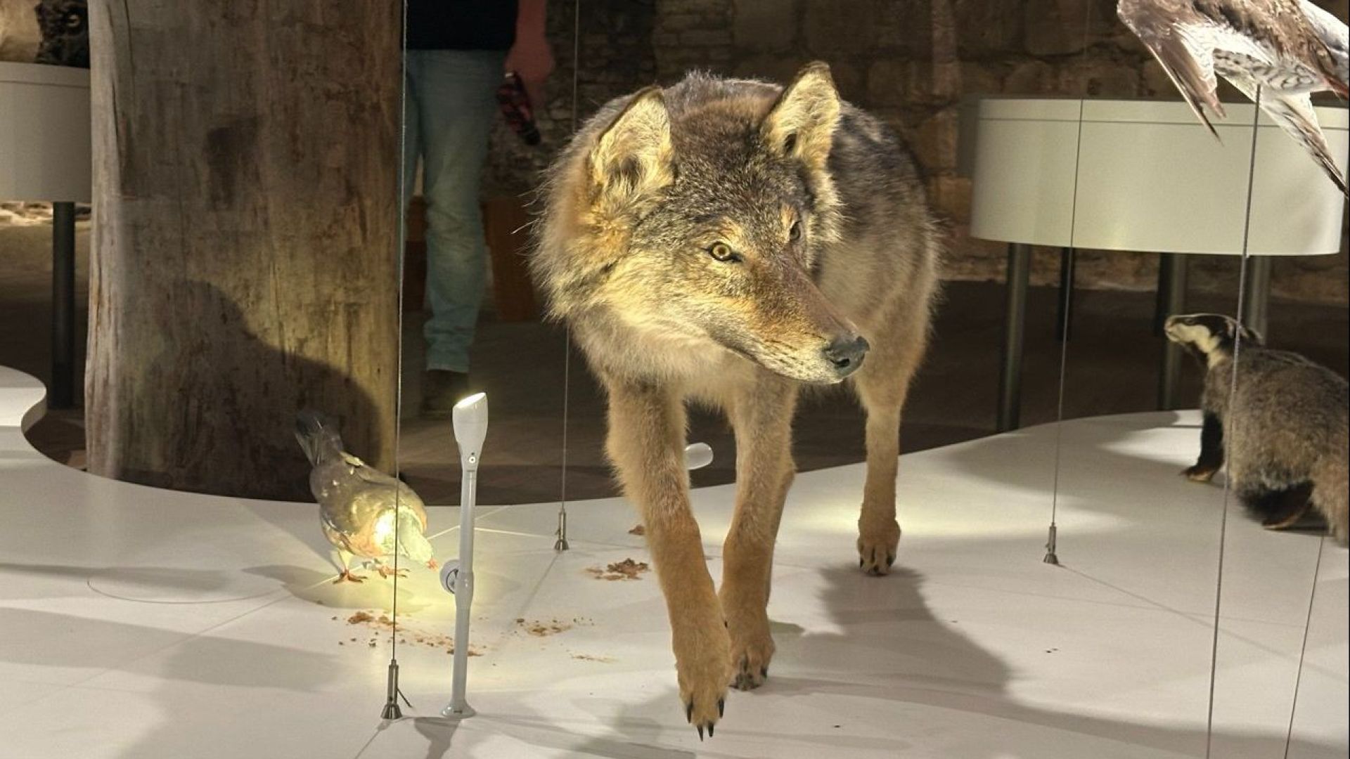 Doodgeschoten wolf opgezet in Nijmeegs museum