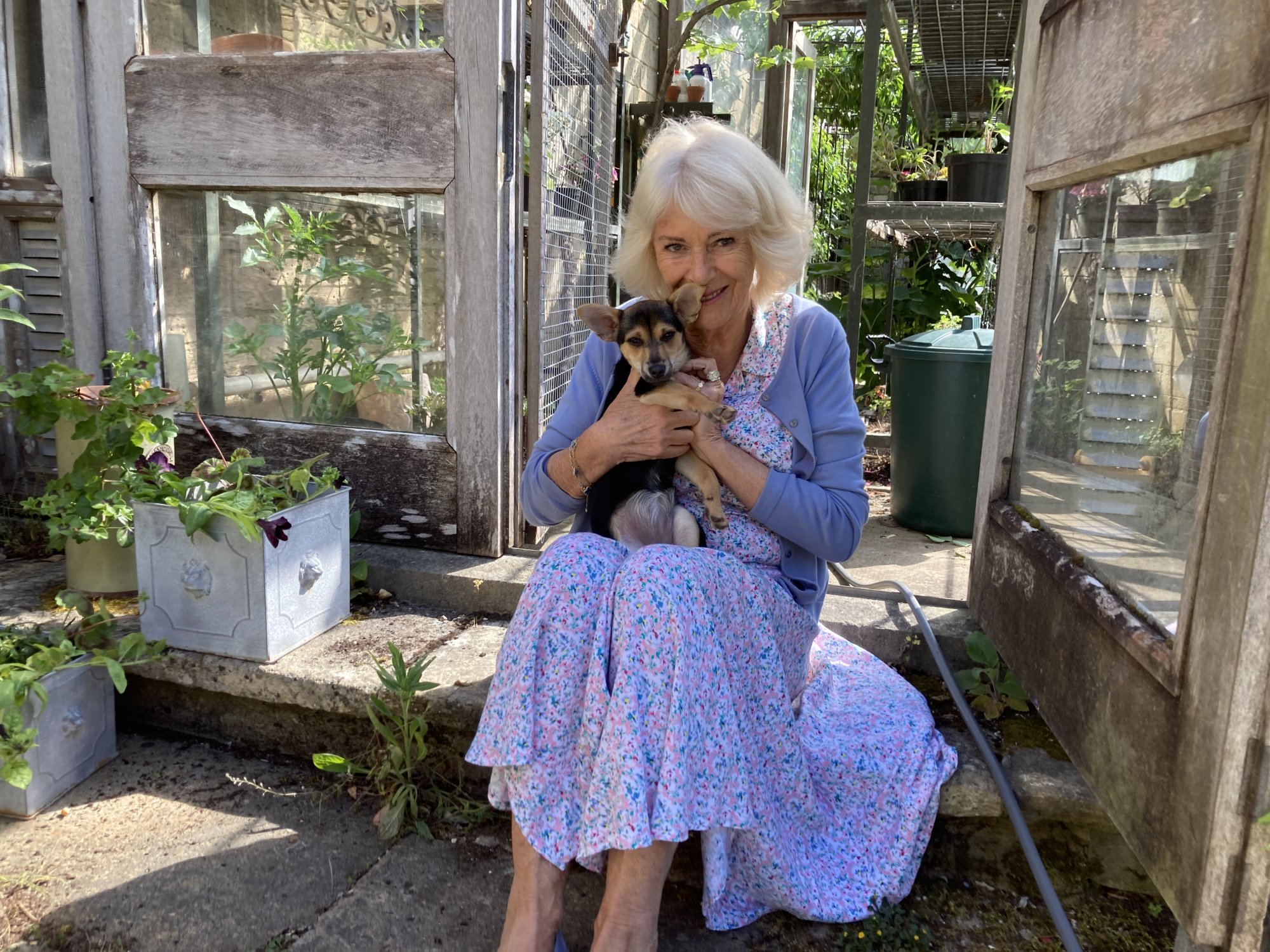Koningin Camilla geniet van komst nieuwe ‘ondeugende’ asielhond Koningin Camilla geniet van komst nieuwe ‘ondeugende’ asielhond