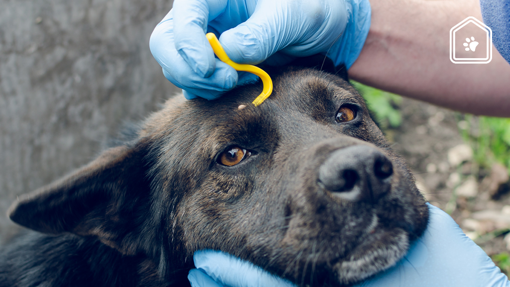 Kunnen honden en katten ook de ziekte van Lyme krijgen door een teek? Kunnen honden en katten ook de ziekte van Lyme krijgen door een teek?